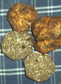 Esteriormente si confonde con il tartufo bianco: bench� ottimo, il bianchetto non ne raggiunge le quotazioni economiche.
