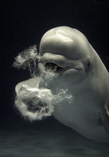 Balena Beluga alle prese con la "danza delle bolle".