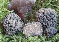 Il tartufo moscato cresce sia in pianura che in montagna ed � presente in tutta la penisola da nord a sud.
