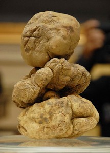 Ovvero il tartufo bianco: la specie pi� pregiata, il cui valore varia di anno in anno, superando sempre ogni record.
