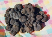 Comunemente conosciuto con il nome di tartufo nero pregiato, � un prodotto tipico della zona di Norcia, in Umbria.