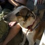 Vacanza con il cane? Non ci sono spiagge.