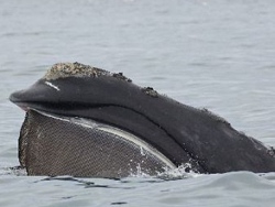 Balena Franca del Nord Atlantico