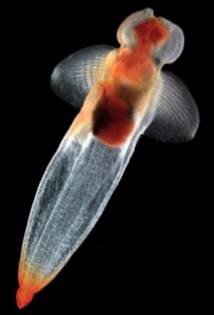Il Clione Limacina Limacina, una specie marina che non teme il freddo gelido e vive agli antipodi della Terra.