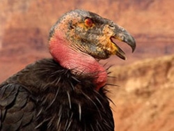Condor Californiano