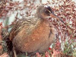Longirostris Californiano