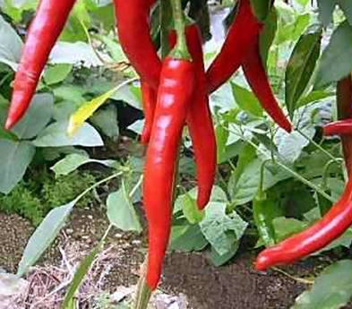 Una pianta di peperoncini.