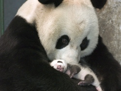 Panda Gigante