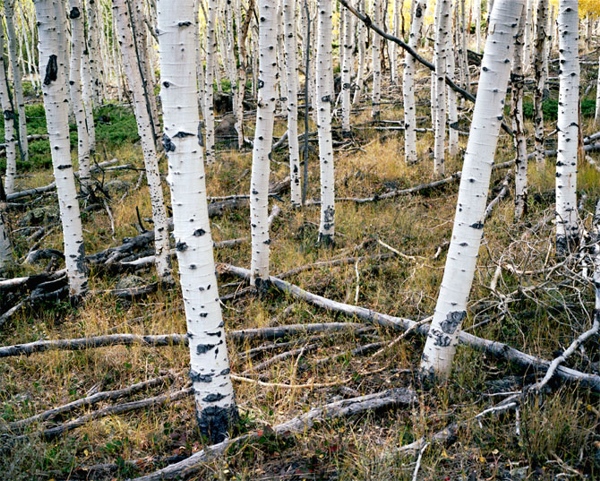 Pando. Anche se il Pando non � tecnicamente l�albero individualmente pi� vecchio, questa colonia a Quaking Aspen � veramente antica. � formata, su un territorio di 105 acri, da alberi geneticamente identici collegati da un unico sistema di radici. Il �Gigante Tremante� � nato per lo meno 80 mila anni fa, quando I nostril antenati umani vivevano ancora in Africa. Alcuni ricercatori, per�, vorrebbero far risalire questo bosco a 1 milione di anni fa, il che significherebbe che questi alberi c�erano gi� 800 mila anni prima dell�apparizione dell�homo sapiens pi� antico. Con le sue 6.615 tonnellate, il Pando � anche la creatura vivente pi� pesante sulla faccia della Terra.