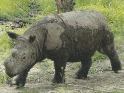 Rinoceronte di Sumatra