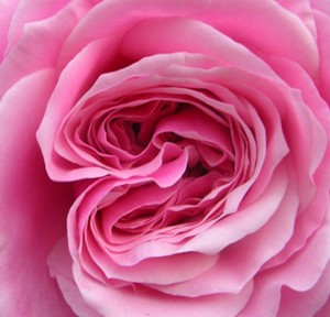 Fiori per il giorno dei morti.