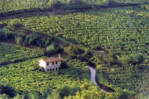 Vigneti del territorio del Soave.