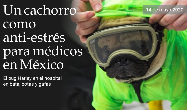 Un cachorro anti-estr�s para los m�dicos en M�xico 